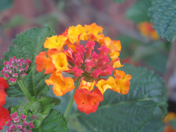 Flora und Fauna auf La Palma