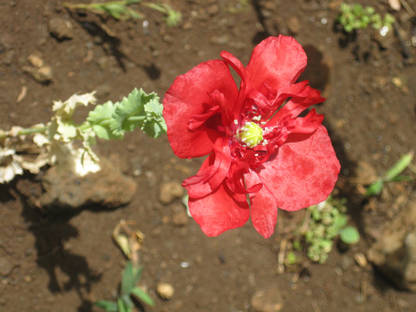 Flora und Fauna auf La Palma