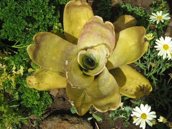 Flora und Fauna auf La Palma