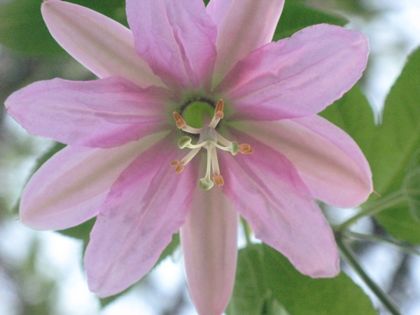 Flora und Fauna auf La Palma