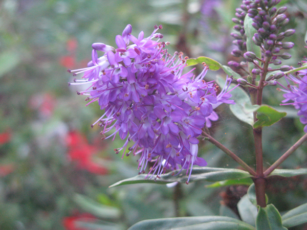 Flora und Fauna auf La Palma