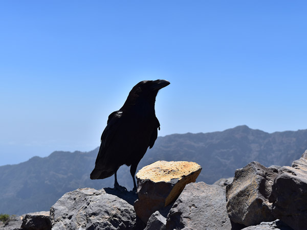 Flora und Fauna auf La Palma