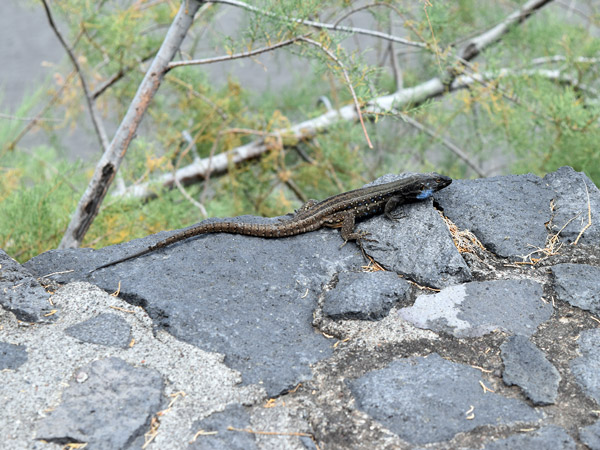 Flora und Fauna auf La Palma