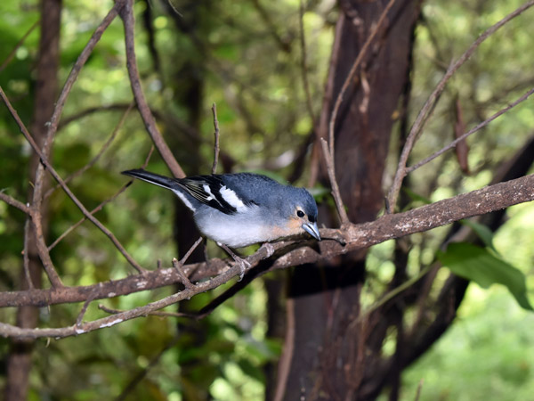 Flora und Fauna auf La Palma